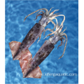 Skaldjur hela runda Bartrami bläckfisk frysta bläckfisk